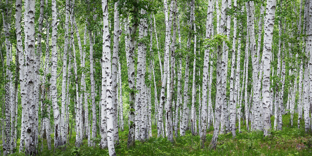 俄罗斯乡村的白桦林