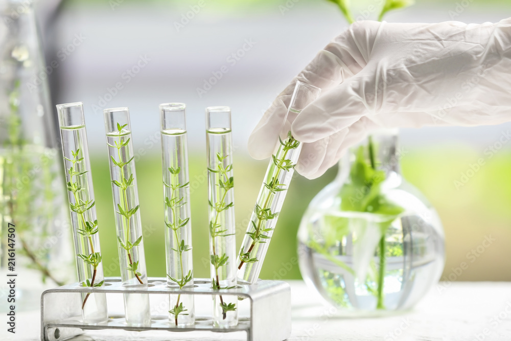 Laboratory worker taking test tube with plant from holder
