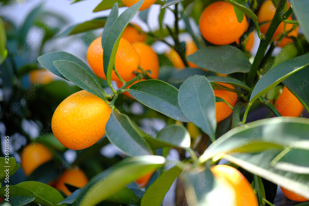 成熟的橘子在树枝上。