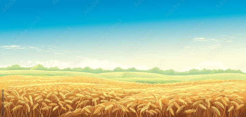 麦田和背景的乡村景观。矢量插图。