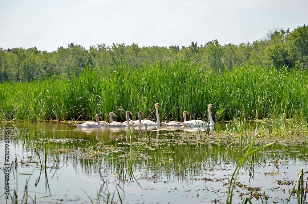 湿地中的喇叭天鹅家族