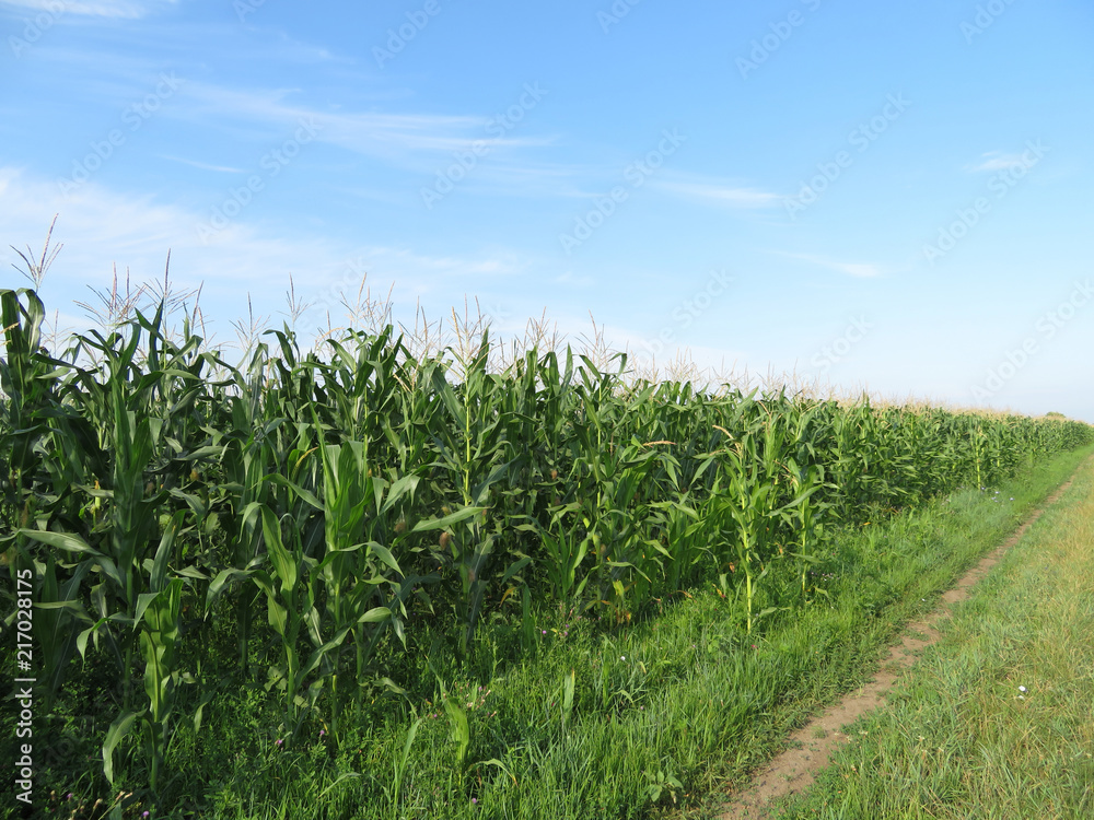 蓝天背景下的绿色玉米地。带乡村道路的夏季农业景观