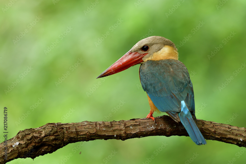 鹳嘴翠鸟（Pelargopsis capensis）美丽的淡蓝色翅膀、浅棕色头部和大红色
