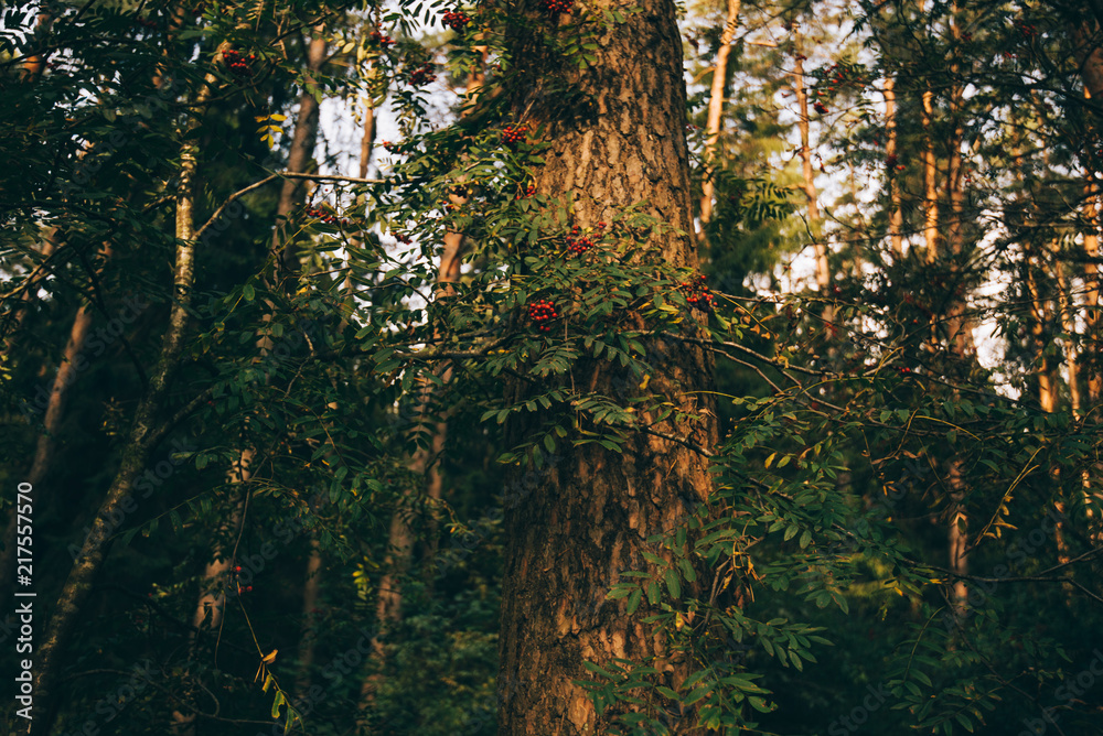 森林里的秋景。阳光透过树木照射。树枝上有很多红色浆果的灌木