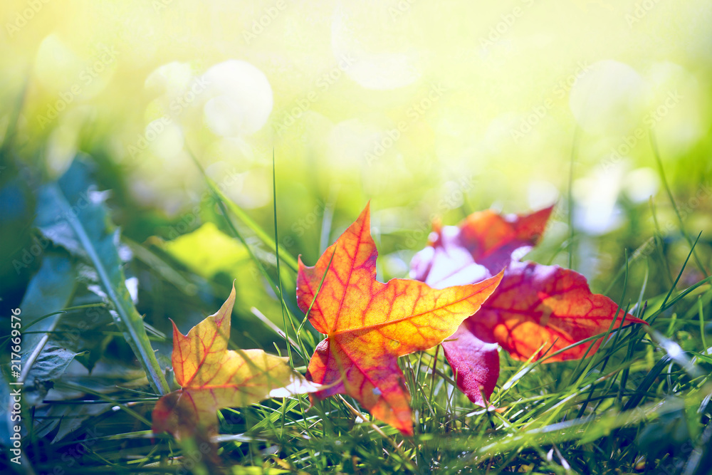 秋天五颜六色的橙黄色和红色枫叶在户外大自然的草地上，在阳光下闪闪发光。