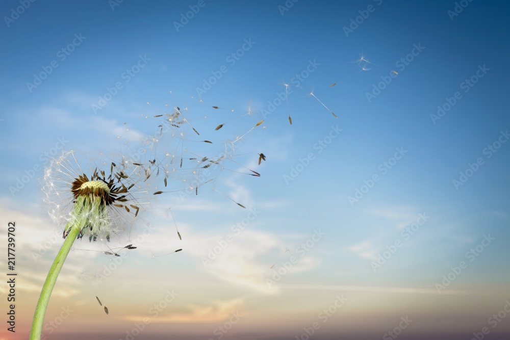 蒲公英种子在天空中飞翔