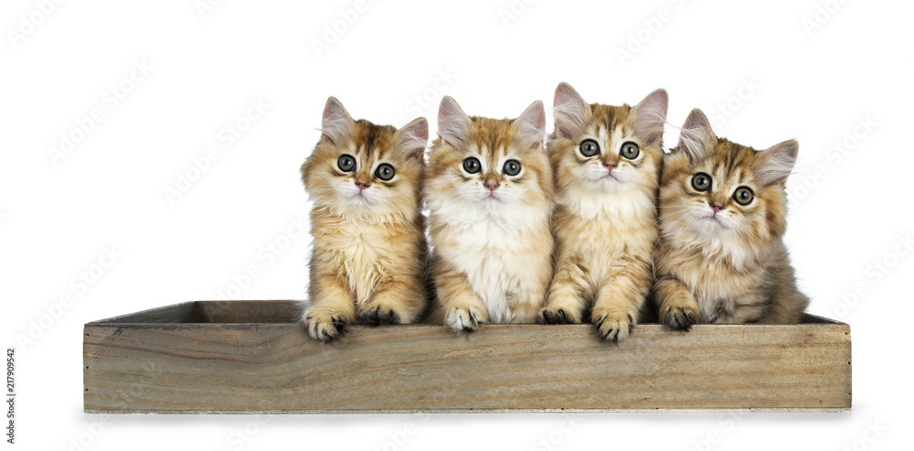 一排四只金色的英国长毛猫小猫坐在一个木制托盘里，直直地看着德卡姆