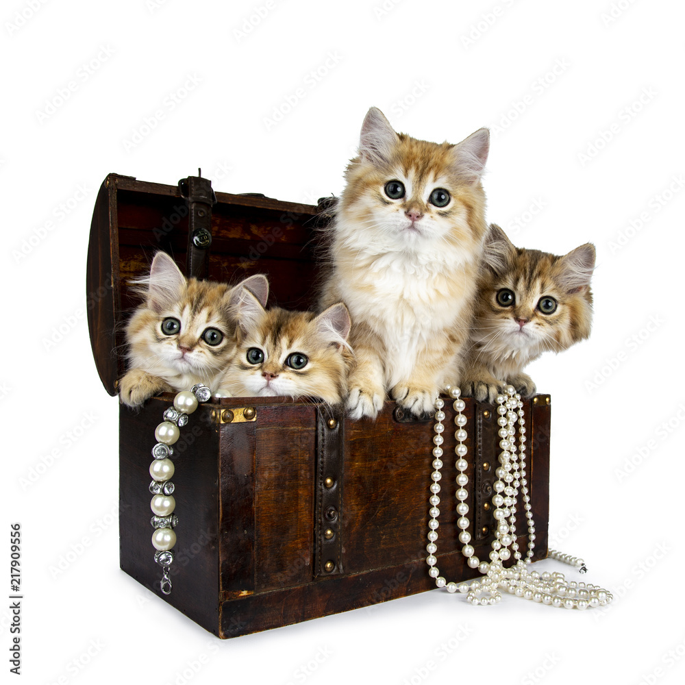 四只超甜的金色英国长毛猫小猫坐在棕色木制珠宝盒中，珍珠项链
