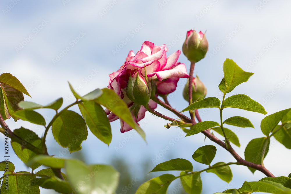天空背景下的花园粉色玫瑰