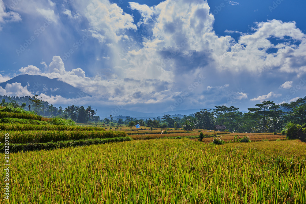 蓝天背景下黄色水稻梯田的美丽景观。耕作和预处理