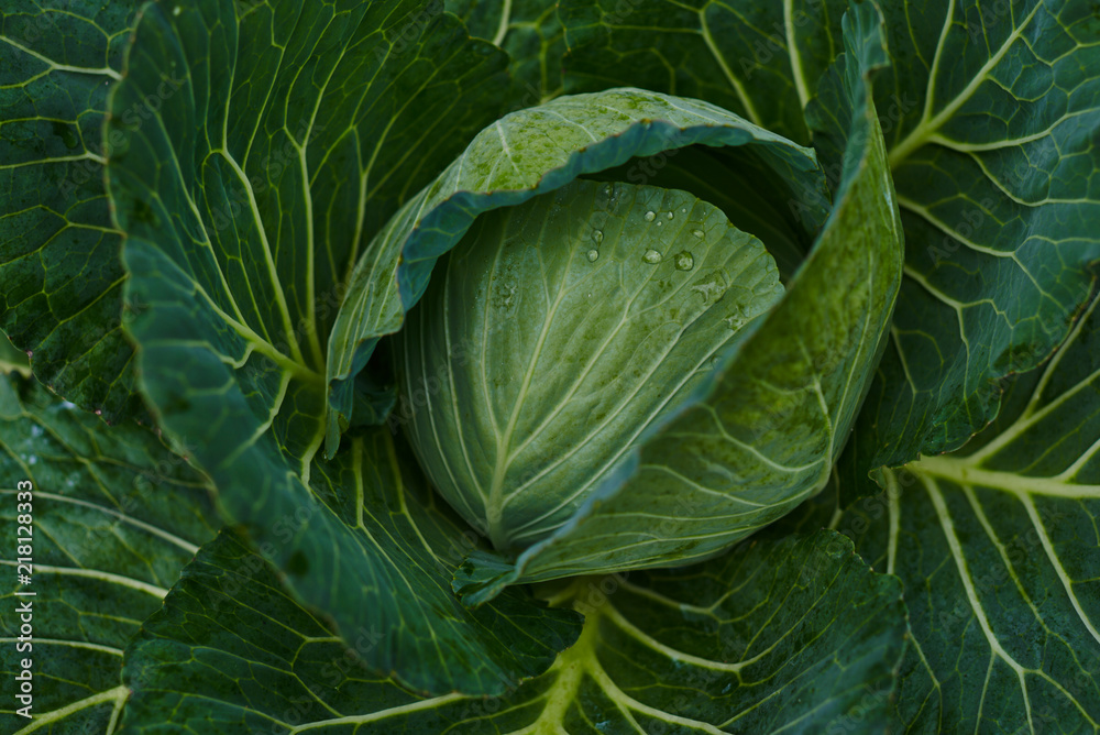 来自农场的新鲜卷心菜。绿色卷心菜植物的视图。素食概念。软焦点
