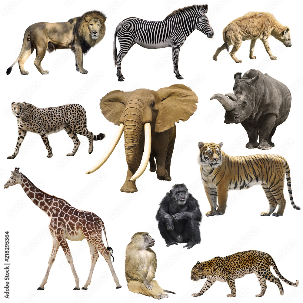 非洲动物集