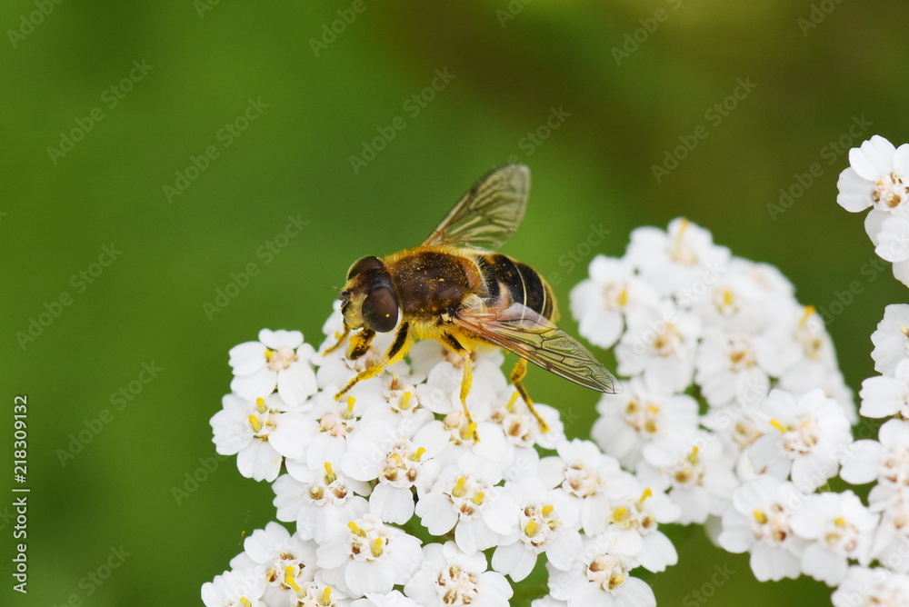 dronefly Eristalis tenax在一朵花中收集花粉