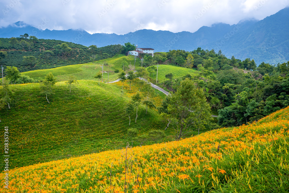 六十石山（柳石丹山）的橙色黄花（茶色黄花）花卉农场，蓝色s