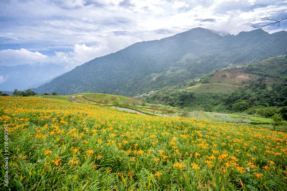台东太麻里山蓝天白云的橙色黄花（黄褐色黄花）花卉农场