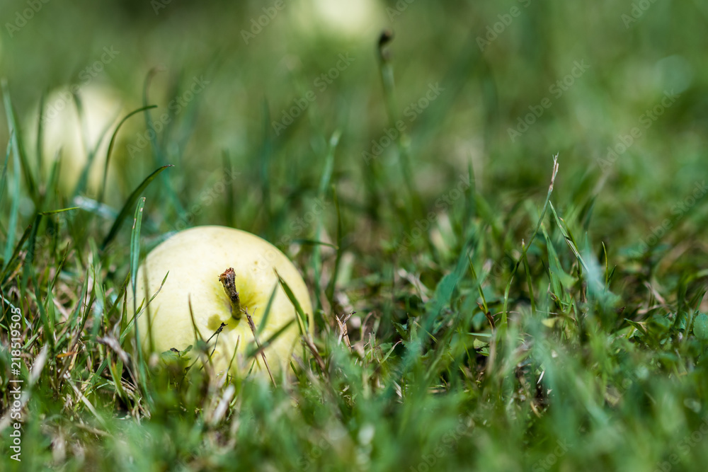 在草地上的花园里成熟夏天的苹果