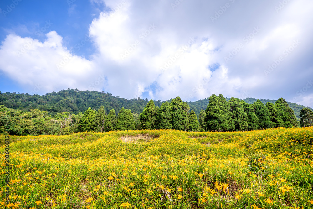 奇克山（奇克山）的橙色黄花（茶色黄花）花场，有蓝天和木屐