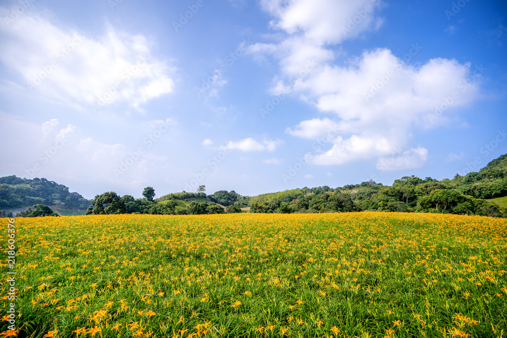奇克山（奇克山）的橙色黄花（黄褐色黄花）花卉农场，蓝天碧绿