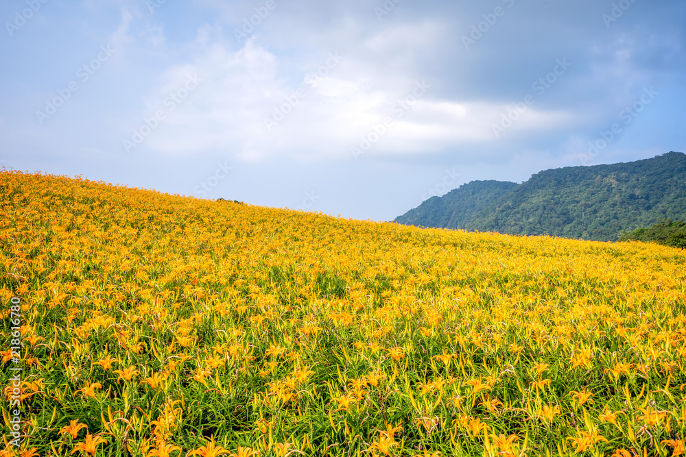 奇克山（奇克山）的橙色黄花（黄褐色黄花）花卉农场，蓝天碧绿
