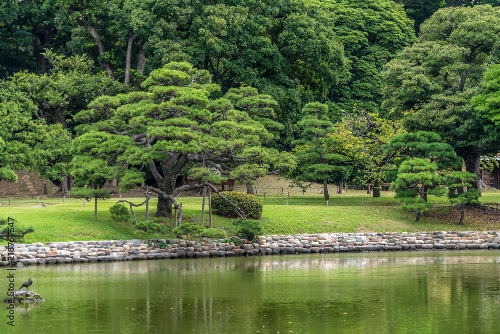 东京滨立急花园的老日本松树倒影