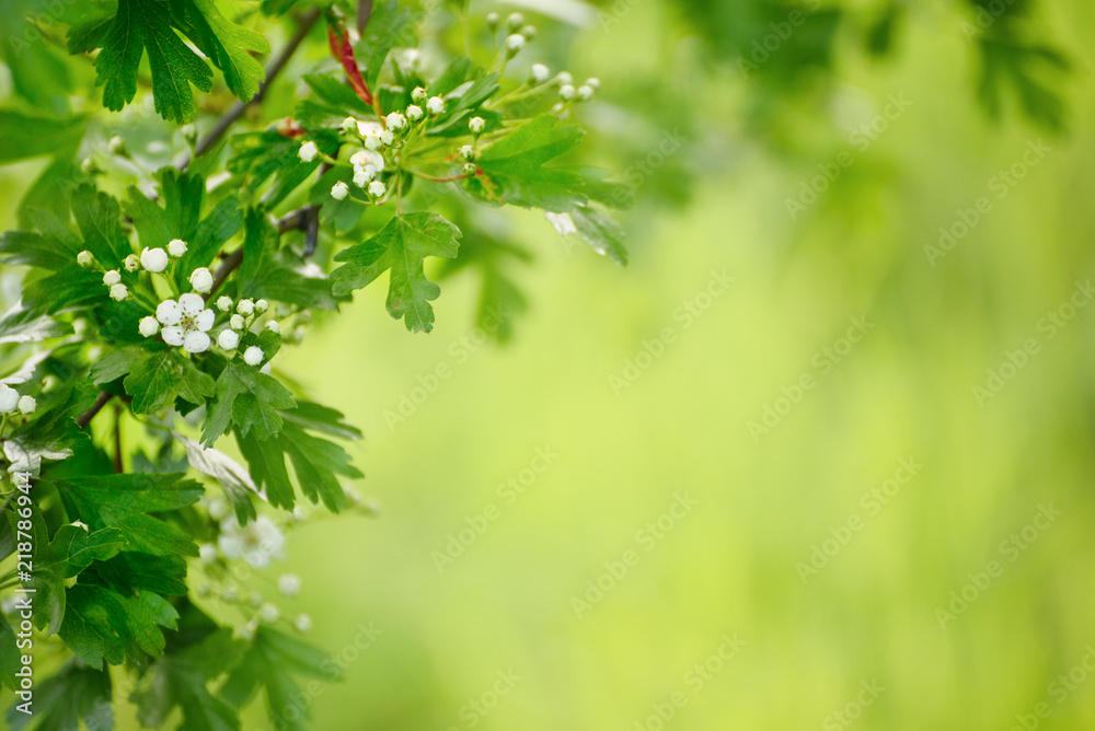 白嫩的春花框架。季节性的自然花卉时尚背景