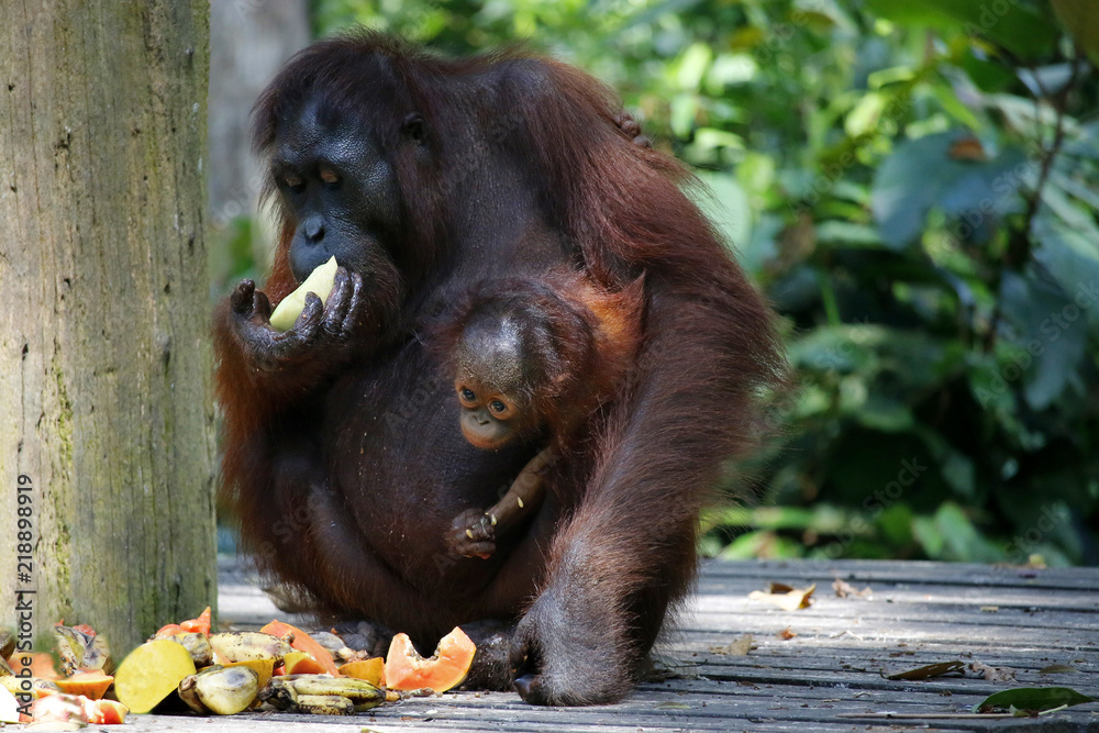 热带雨林中的雌性猩猩和她的宝宝