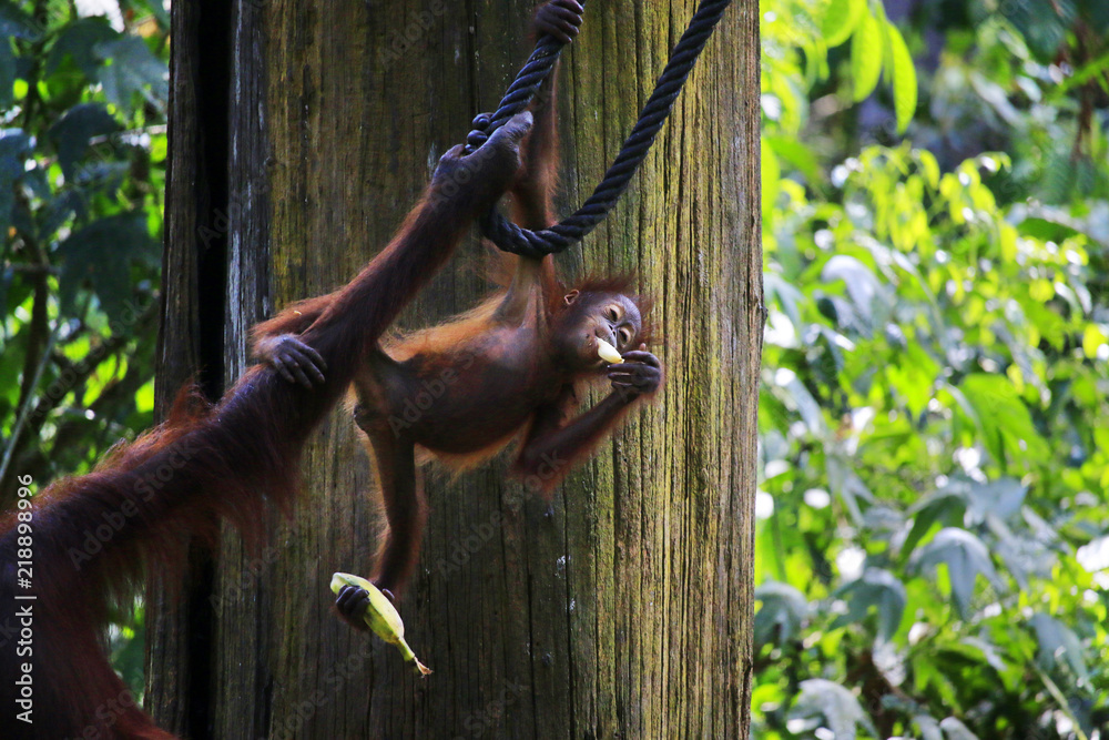 雨林中的雌性猩猩和她的宝宝