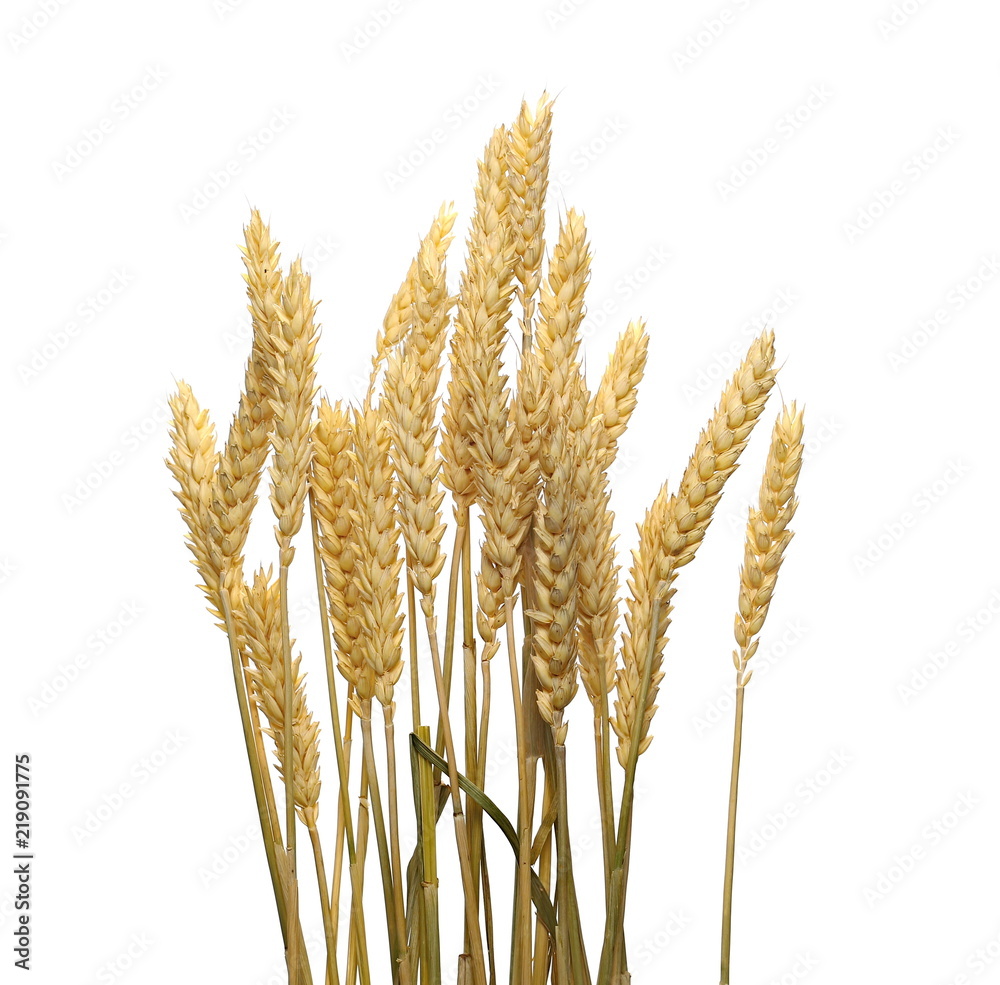 干燥的小麦穗，白色背景上分离的谷物，带有修剪路径