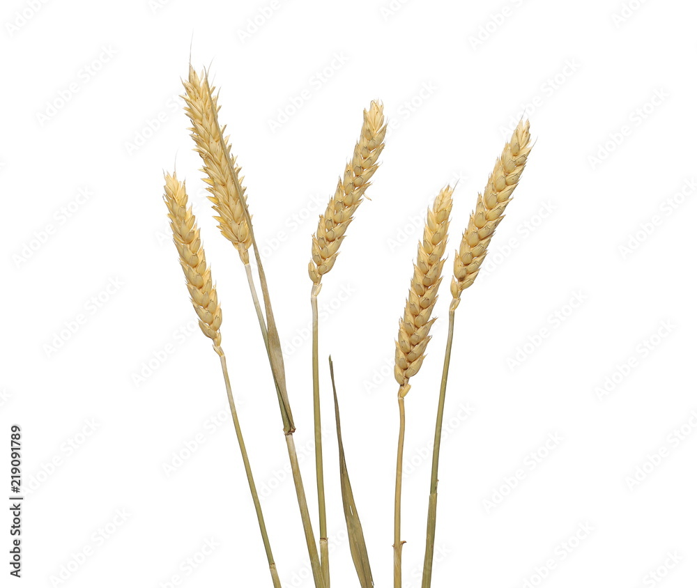 干燥的小麦穗，白色背景上分离的谷物，带有修剪路径