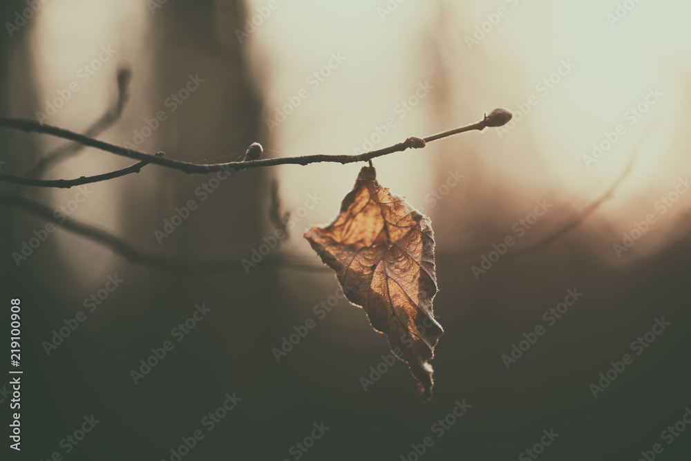 秋天的抽象背景，日落时的枯叶，复古的图像