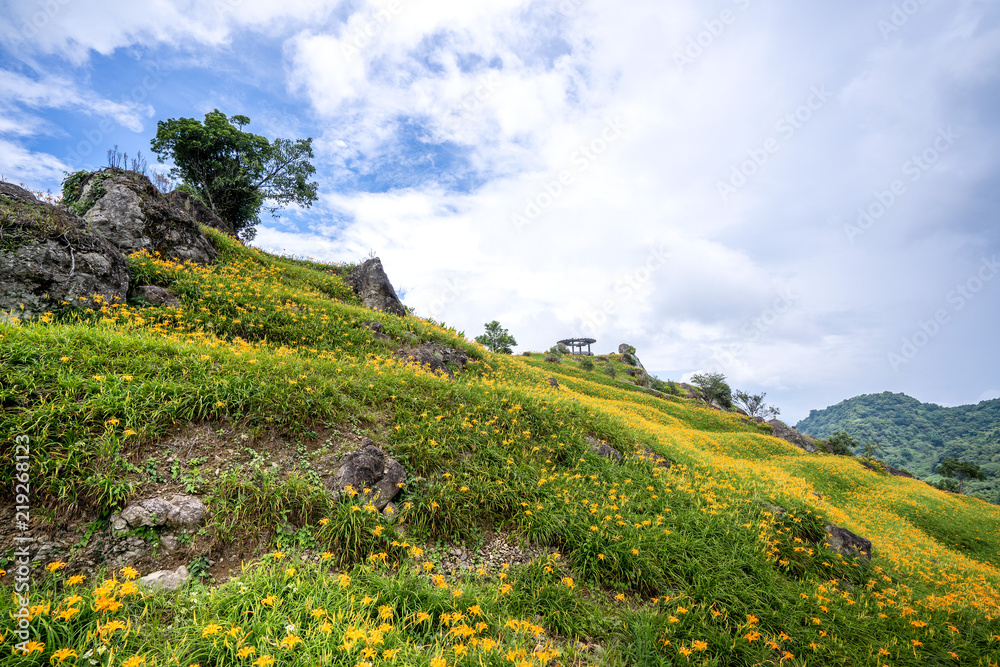 六十石山（柳石丹山）的橙色黄花（茶色黄花）花卉农场，蓝色s