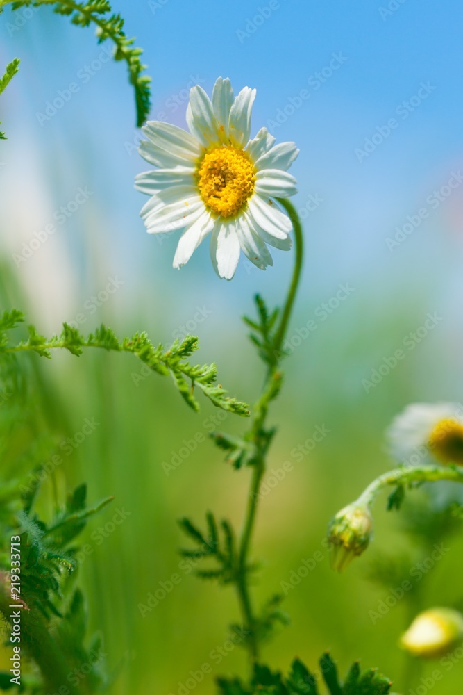 Naturally growing chamomile or daisy flowers