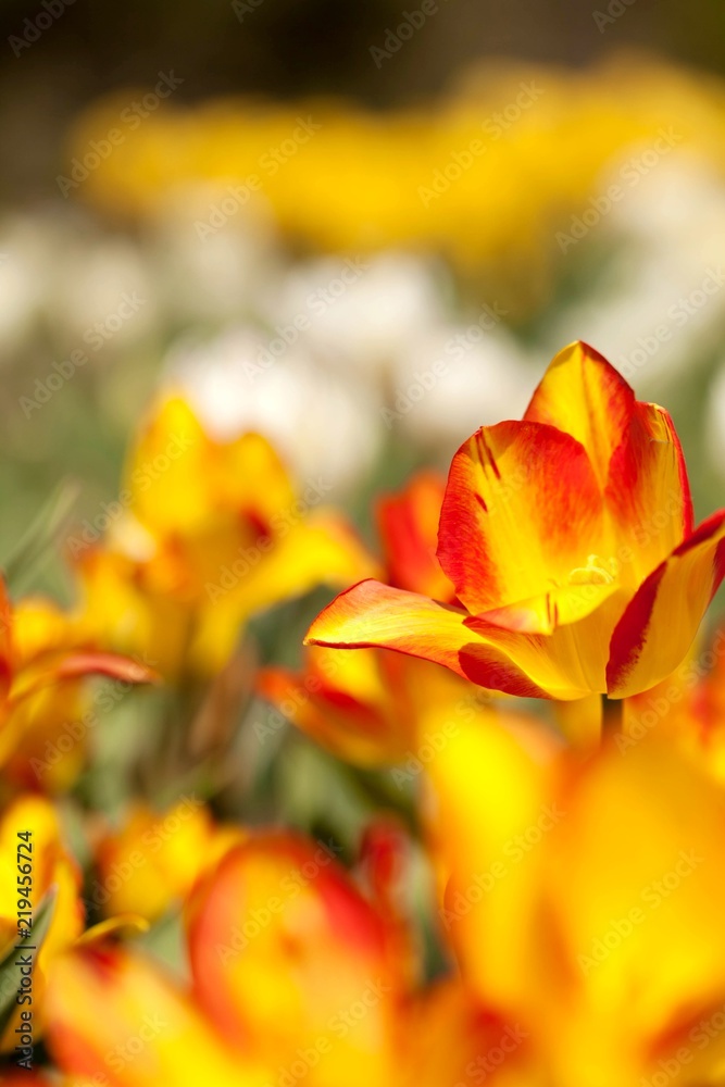 Olympic Flame Tulips