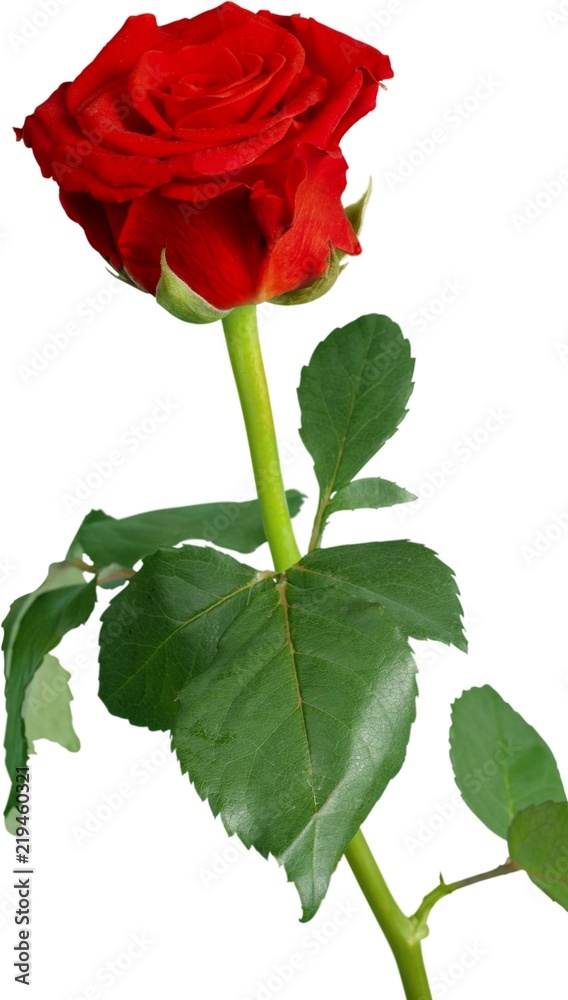 在白色背景上分离出红玫瑰。
