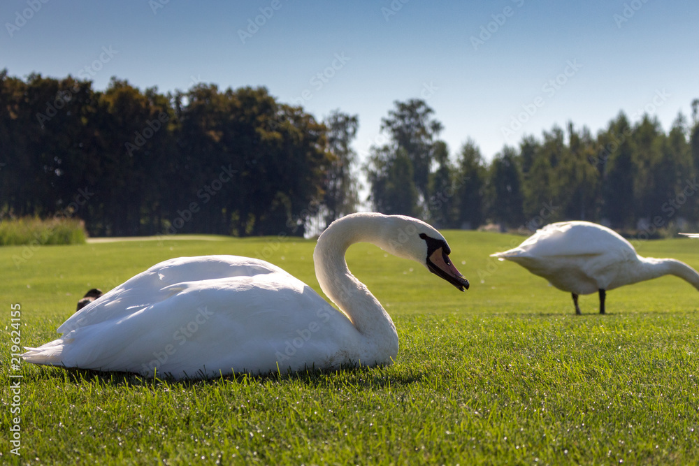 白天鹅在绿色的夏日田地里吃草。草地中央有白色羽毛的鸟。El