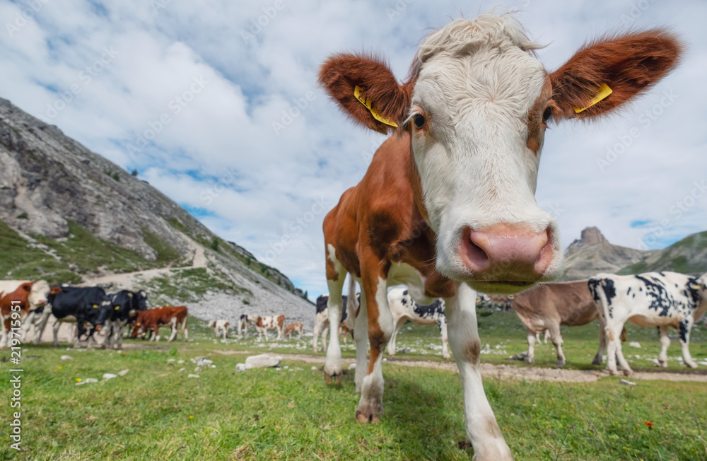 田野上有趣的奶牛。与意大利多洛米蒂阿尔卑斯山农场上的动物合影。t上的动物