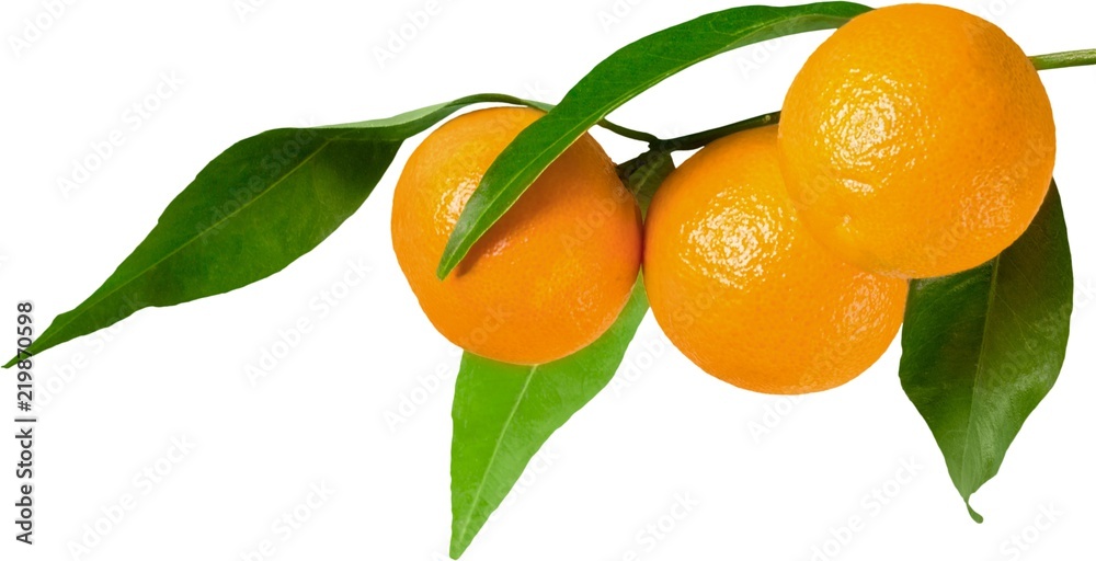 Oranges on the branch