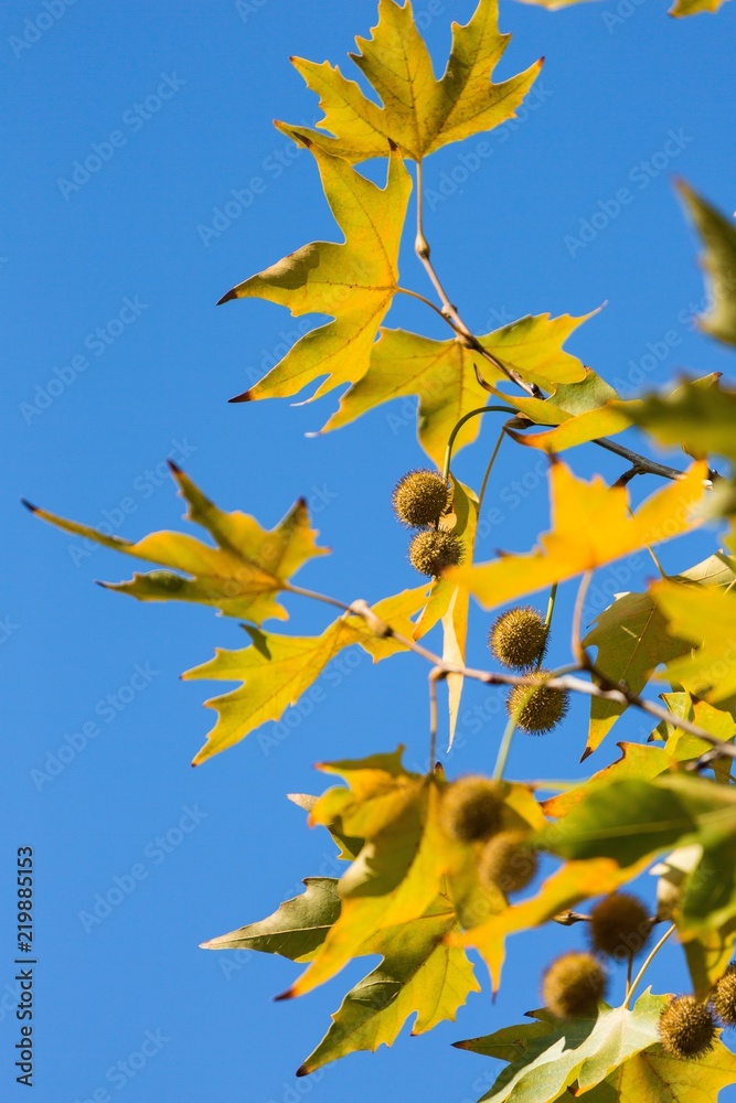 秋天的梧桐树叶和树枝上的水果叶子
