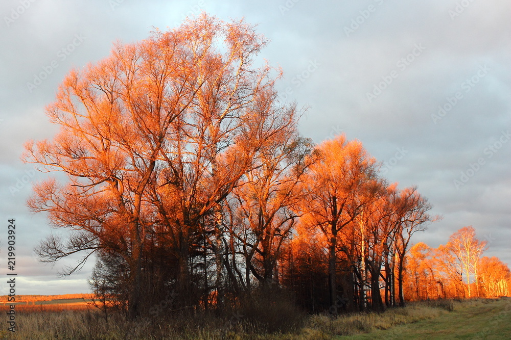 Beautiful autumn bare trees in Golden sun – nature, road rural landscape