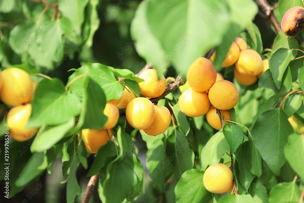 花园树枝上的美味杏子