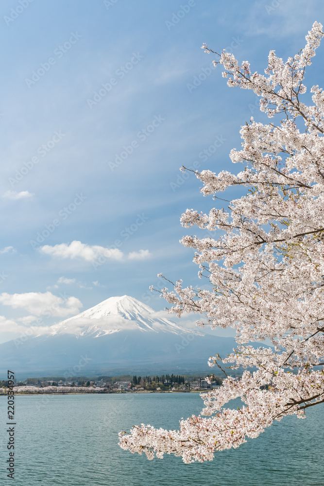 樱花和富士山在日本川口湖的春天