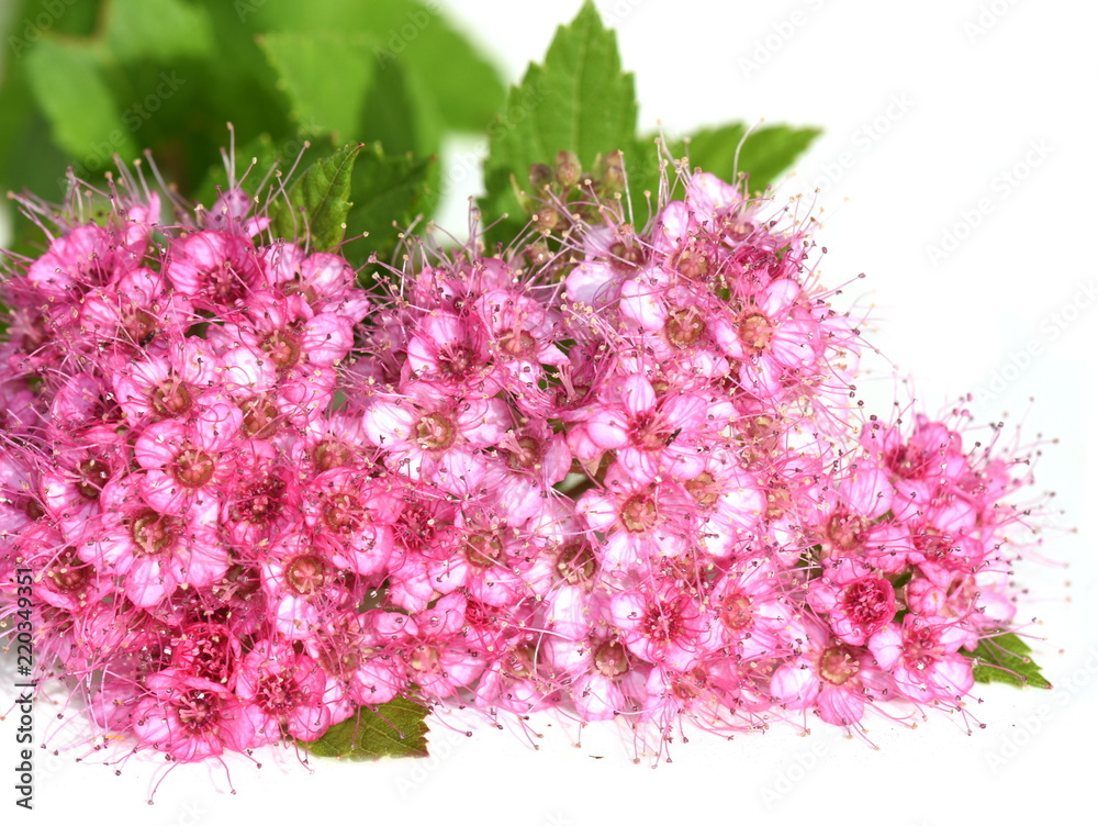 The Japanese meadowsweet Spiraea japonica with pink flowers isolated on white background