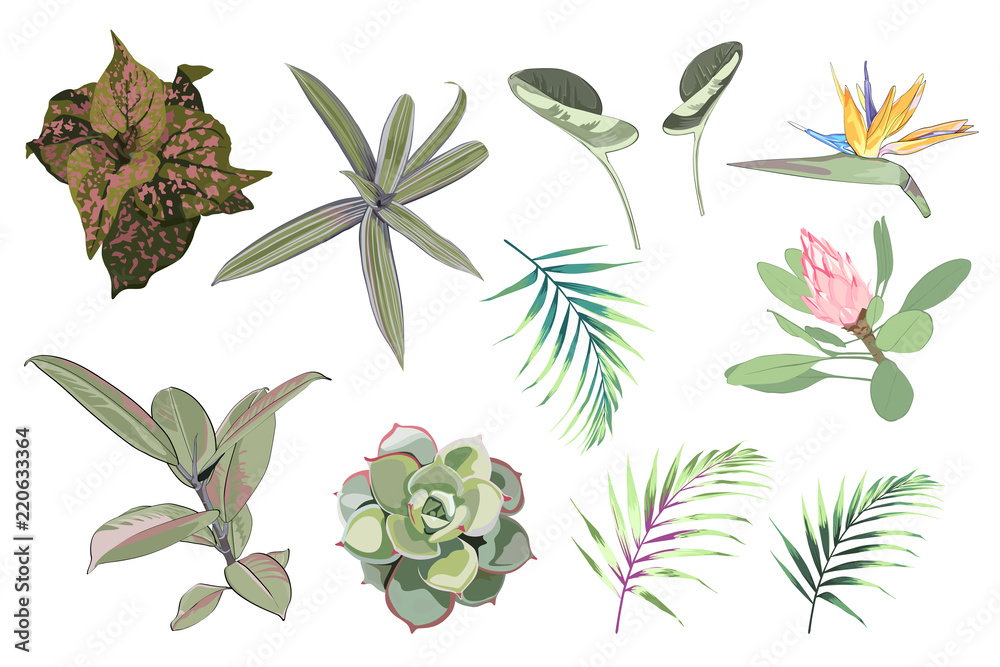 热带绿色、蓝色、粉色、紫色植物、丛林树叶和花朵孤立地生长在白色背景上