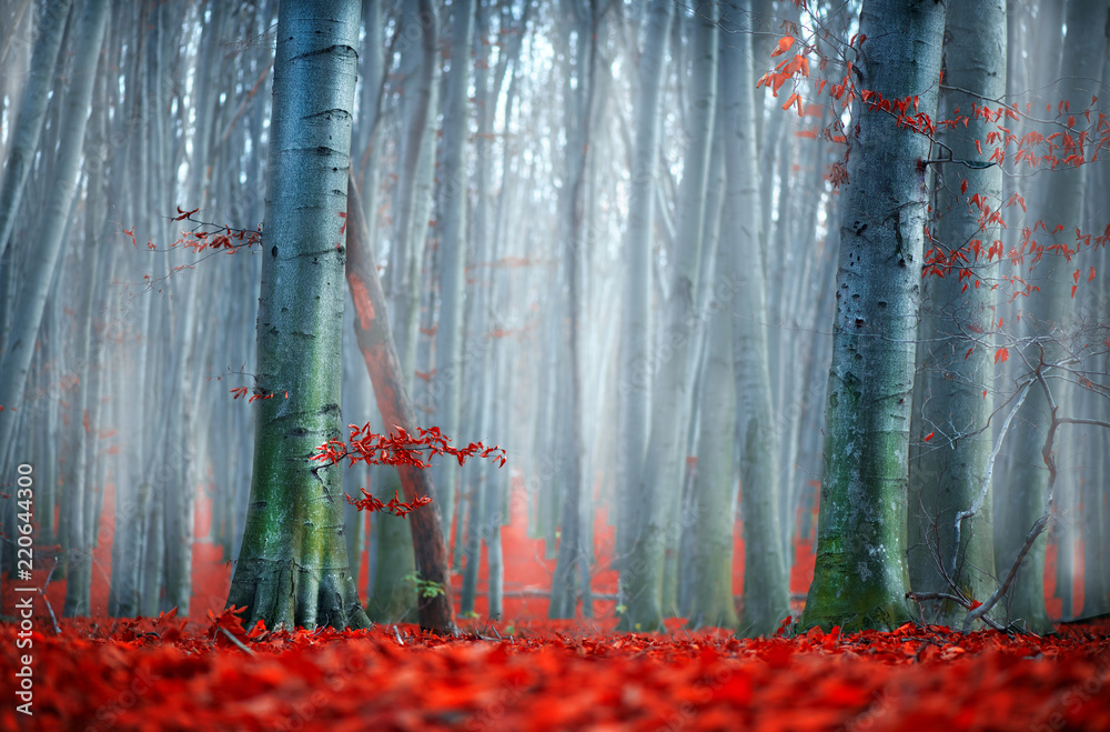 秋天。秋天的风景。美丽的秋天公园，有明亮的红叶和古老的深色树木。美丽的娜