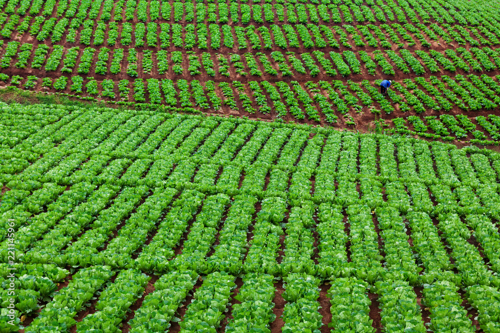 印尼农民在田里辛勤劳作。村民与种植者一起在山坡上种植蔬菜