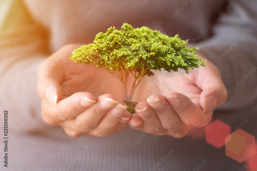 女人的手拿着一棵小树。阳光。