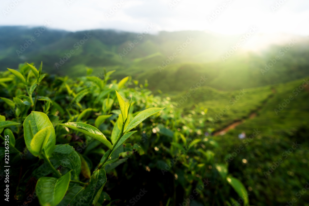 绿茶芽和新鲜的叶子。马来西亚卡梅伦高地的茶园。
