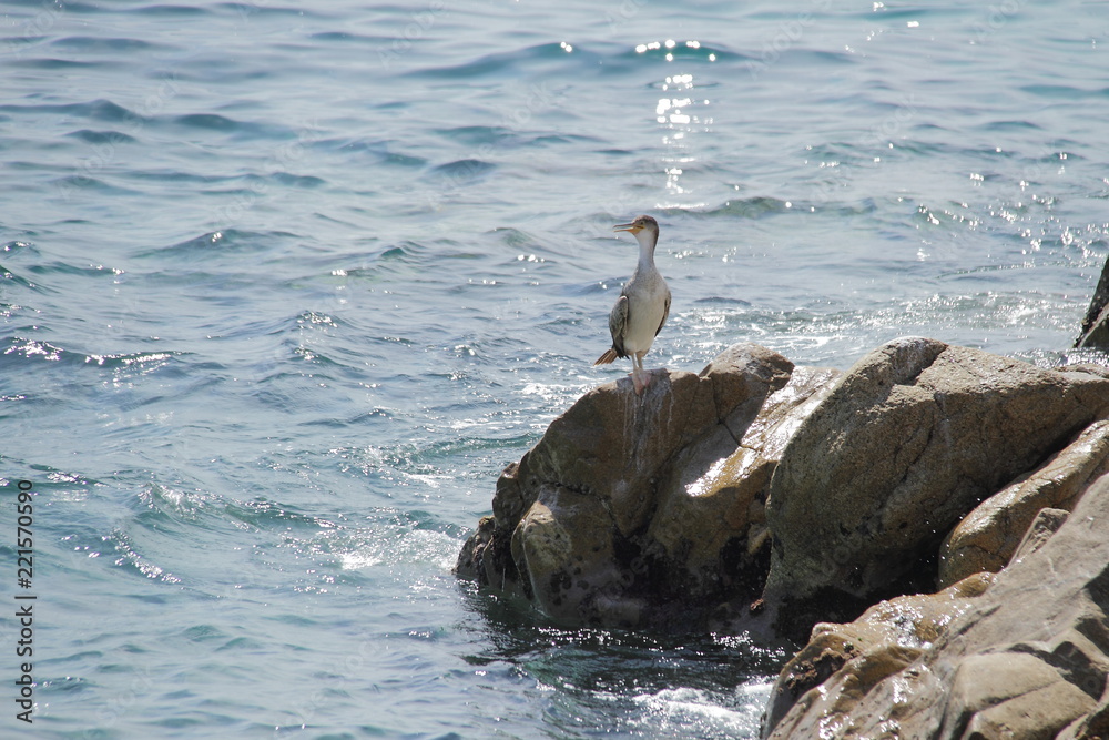 双冠Cormorant鸟坐在海里的岩石上