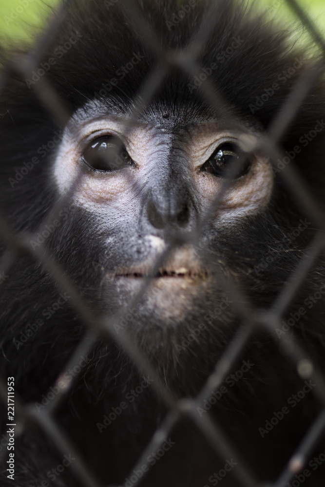 笼子里的生活概念。动物园里悲伤的黄昏叶猴