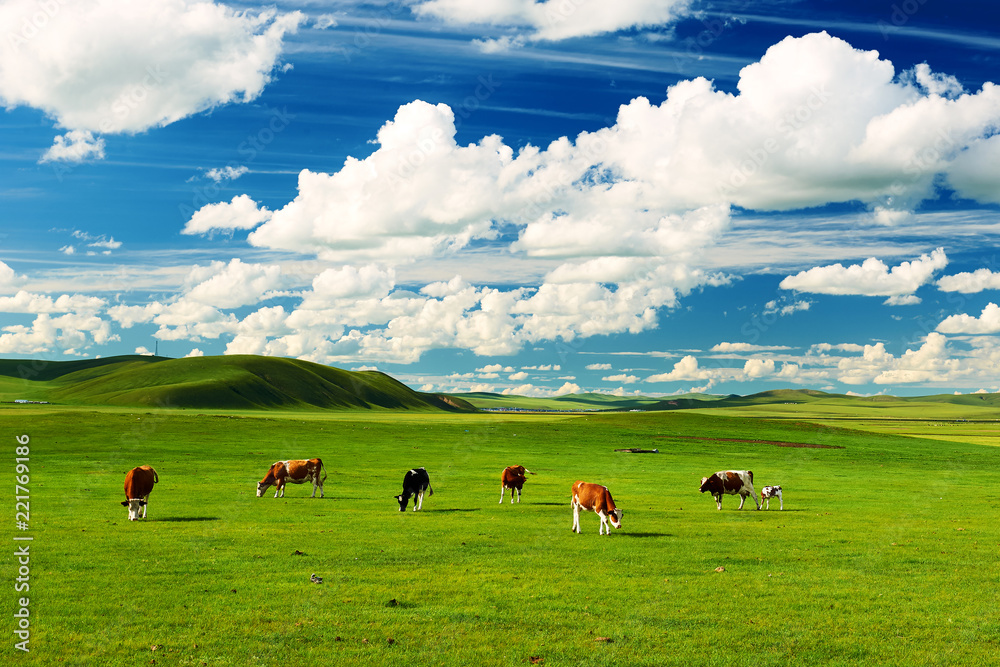 呼伦贝尔夏季草原上的牛。